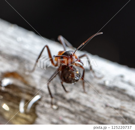 big forest ants in a native habitat 125220737