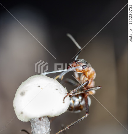 big forest ants in a native habitat big forest ants in a native habitat 125220753