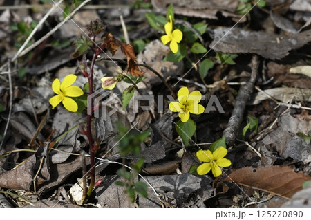春の野に咲くキスミレの花 春の野に咲くキスミレの花 125220890
