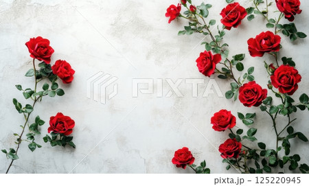 Bright red roses with lush green leaves climb gracefully along a textured white concrete wall 125220945