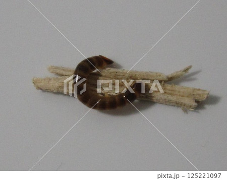 キノコムシ 125221097