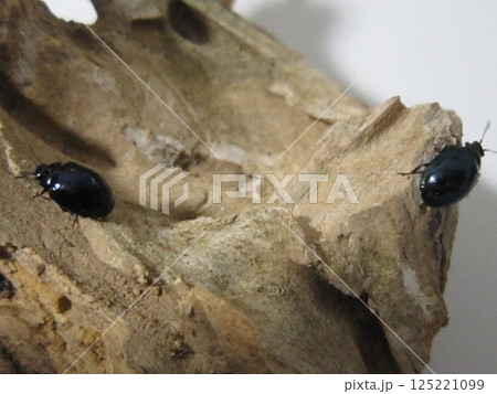 ルリハムシ ルリハムシ 125221099