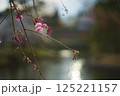 桜のつぼみと光 125221157