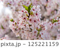 桜の花と葉のコントラスト 125221159