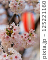 春のかわいい桜の花 125221160