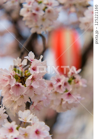 春のかわいい桜の花 春のかわいい桜の花 125221160