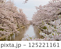 満開の桜 125221161