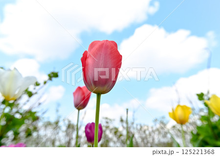チューリップ チューリップ 125221368
