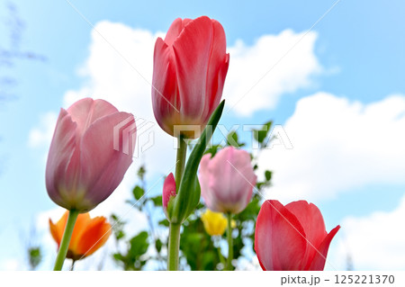 チューリップ 125221370