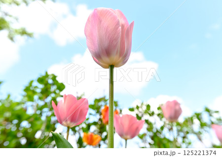 チューリップ 125221374