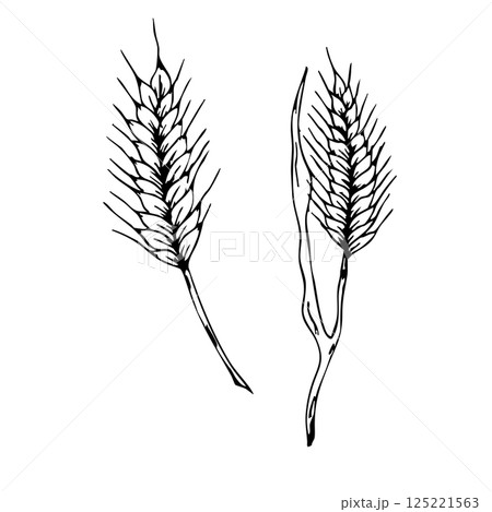 First communion symbolic ears of wheat illustration for religious celebration designs. Black outlines, white background. Graphic art. For baptism, wedding invitation 125221563