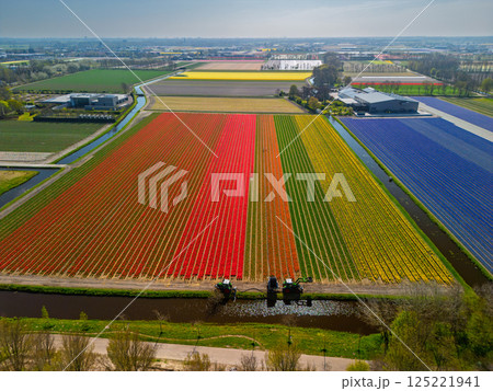 A stunning aerial view of vibrant tulip fields in full bloom, featuring red, yellow, and blue flower rows with green fields and distant buildings under a bright spring sky. 125221941