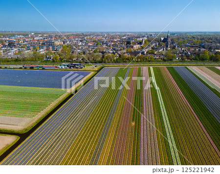 Colorful tulip fields stretch across the landscape with a charming Dutch town and historic church in the background under a clear blue sky, capturing the beauty of spring in the Netherlands. 125221942
