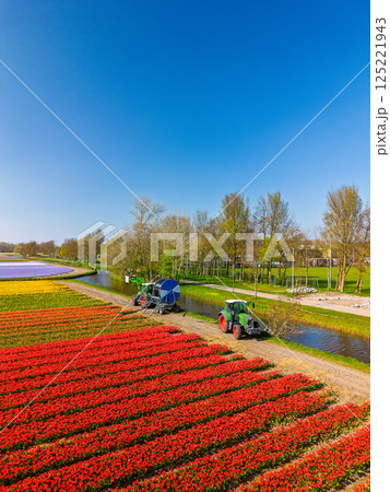 Aerial view of vibrant tulip fields in full bloom, with two tractors drawing water from a canal, creating a striking contrast between nature, machinery, and the colorful rows of flowers. Blue sky. 125221943