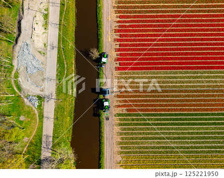 Aerial view of vibrant tulip fields in full bloom, with two tractors drawing water from a canal, creating a striking contrast between nature, machinery, and the colorful rows of flowers. Aerial view of vibrant tulip fields in full bloom, with two tractors drawing water from a canal, creating a striking contrast between nature, machinery, and the colorful rows of flowers. 125221950