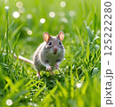 草原をスタコラ走るヒメネズミ 草原をスタコラ走るヒメネズミ 125222280