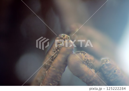 basis figuritive art of abstraction. Figurative expressiveness of the fruit. Dry pods and fruit boxes. 125222284