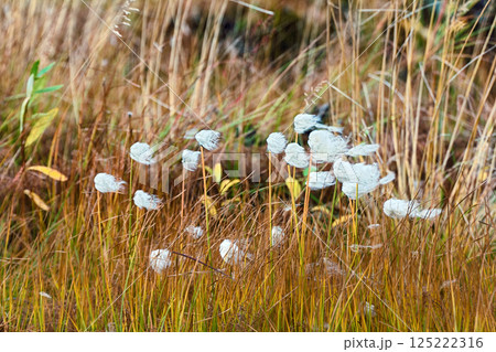 Cottongrass - fruit blossoms Cottongrass - fruit blossoms 125222316