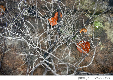 In air pollution and fires in tundra crowberry died In air pollution and fires in tundra crowberry died 125222395