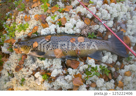 Autumn trout male in breeding color 125222406