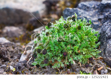clump of arctic poppy (buds) prevents penetration of ice dew clump of arctic poppy (buds) prevents penetration of ice dew 125222421