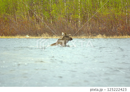Time of migration 6. Moose cross wide North of river 125222423