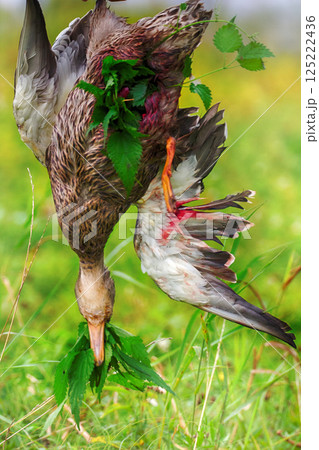 Methods of temporary preservation of game fowl Methods of temporary preservation of game fowl 125222436