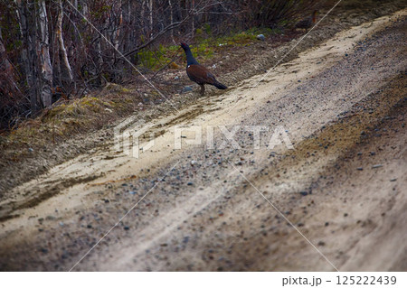 capercailye (Tetrao urogallus) out on gravel road capercailye (Tetrao urogallus) out on gravel road 125222439