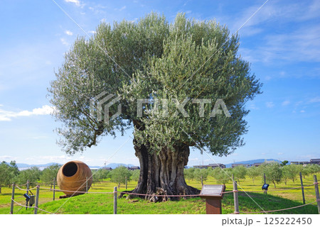 ナガシマファーム【樹齢2000年オリーブ大樹】 125222450