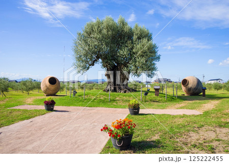 ナガシマファーム【樹齢2000年オリーブ大樹】 125222455