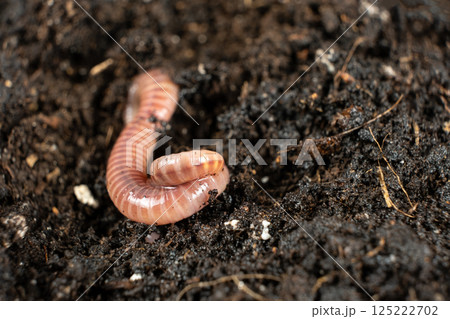 Compost Worm Crawling on Moist Ground Place For Text 125222702