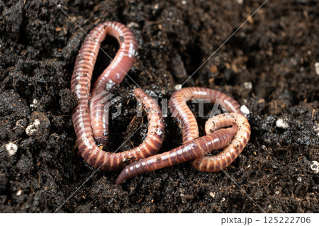 Macro Scene of Active Earthworms in Garden Soil Macro Scene of Active Earthworms in Garden Soil 125222706