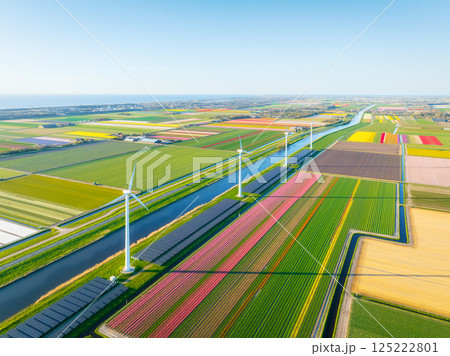 Aerial view of the tulips field with wind turbines. Landscape from a drone. Aerial view of the tulips field with wind turbines. Landscape from a drone. 125222801