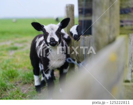 Agriculture. Farm. Domestic animals on the farm. Lambs. Food production.  125222811