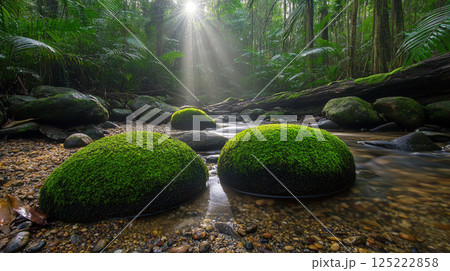 緑苔の森と清流の光景 125222858