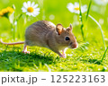 春の草むらを走るヒメネズミ 春の草むらを走るヒメネズミ 125223163