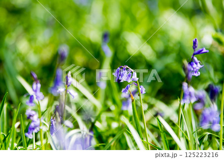 自然の中に群生する薄紫色のブルーベル　ロンドン郊外のハッチランドにて 125223216