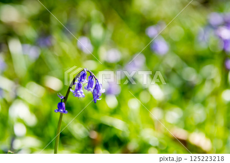 自然の中に群生する薄紫色のブルーベル　ロンドン郊外のハッチランドにて 125223218