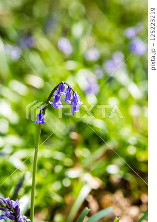 自然の中に群生する薄紫色のブルーベル　ロンドン郊外のハッチランドにて 125223219
