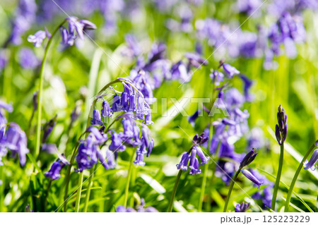 自然の中に群生する薄紫色のブルーベル　ロンドン郊外のハッチランドにて 125223229