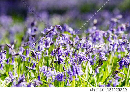 自然の中に群生する薄紫色のブルーベル　ロンドン郊外のハッチランドにて 125223230