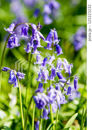 自然の中に群生する薄紫色のブルーベル　ロンドン郊外のハッチランドにて 125223232