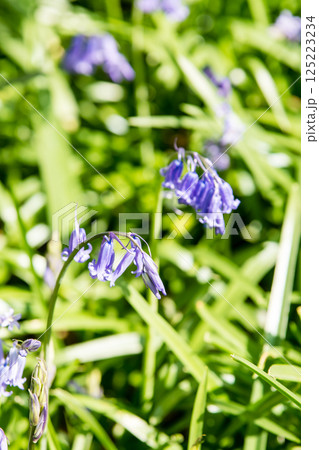 自然の中に群生する薄紫色のブルーベル　ロンドン郊外のハッチランドにて 125223234