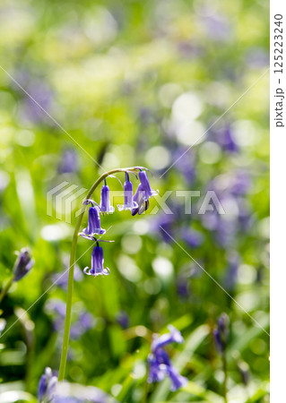 自然の中に群生する薄紫色のブルーベル　ロンドン郊外のハッチランドにて 125223240