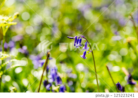 自然の中に群生する薄紫色のブルーベル　ロンドン郊外のハッチランドにて 125223241