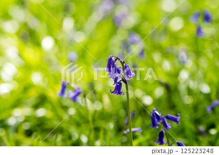 自然の中に群生する薄紫色のブルーベル　ロンドン郊外のハッチランドにて 125223248