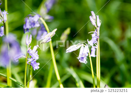 自然の中に群生する薄紫色のブルーベル　ロンドン郊外のハッチランドにて 125223251