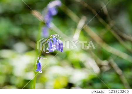 自然の中に群生する薄紫色のブルーベル　ロンドン郊外のハッチランドにて 125223260