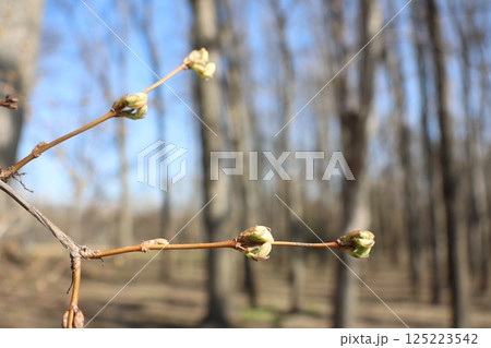 Buds are beautifully emerging in the serene and vibrant early spring forest landscape Buds are beautifully emerging in the serene and vibrant early spring forest landscape 125223542