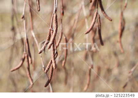 Dry Pods Gently Hanging in the Soft Breeze of the Outdoors, Bringing Natural Tranquility 125223549